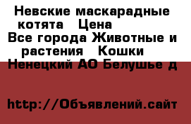 Невские маскарадные котята › Цена ­ 15 000 - Все города Животные и растения » Кошки   . Ненецкий АО,Белушье д.